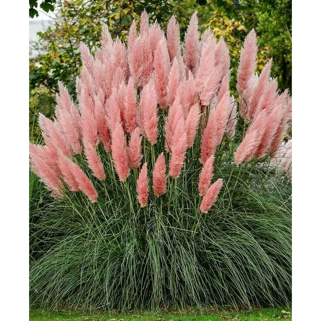 Ecowus Pink Pampas Grass Cortaderia Selloana Rosea Ornamental Flower