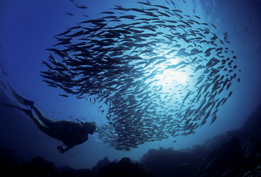 Ecuador Diver and schooling Black Striped Salema (Xenocys Jessiae) Galapagos Islands Canvas Art - Dave Fleetham Design Pics (17 x 11)
