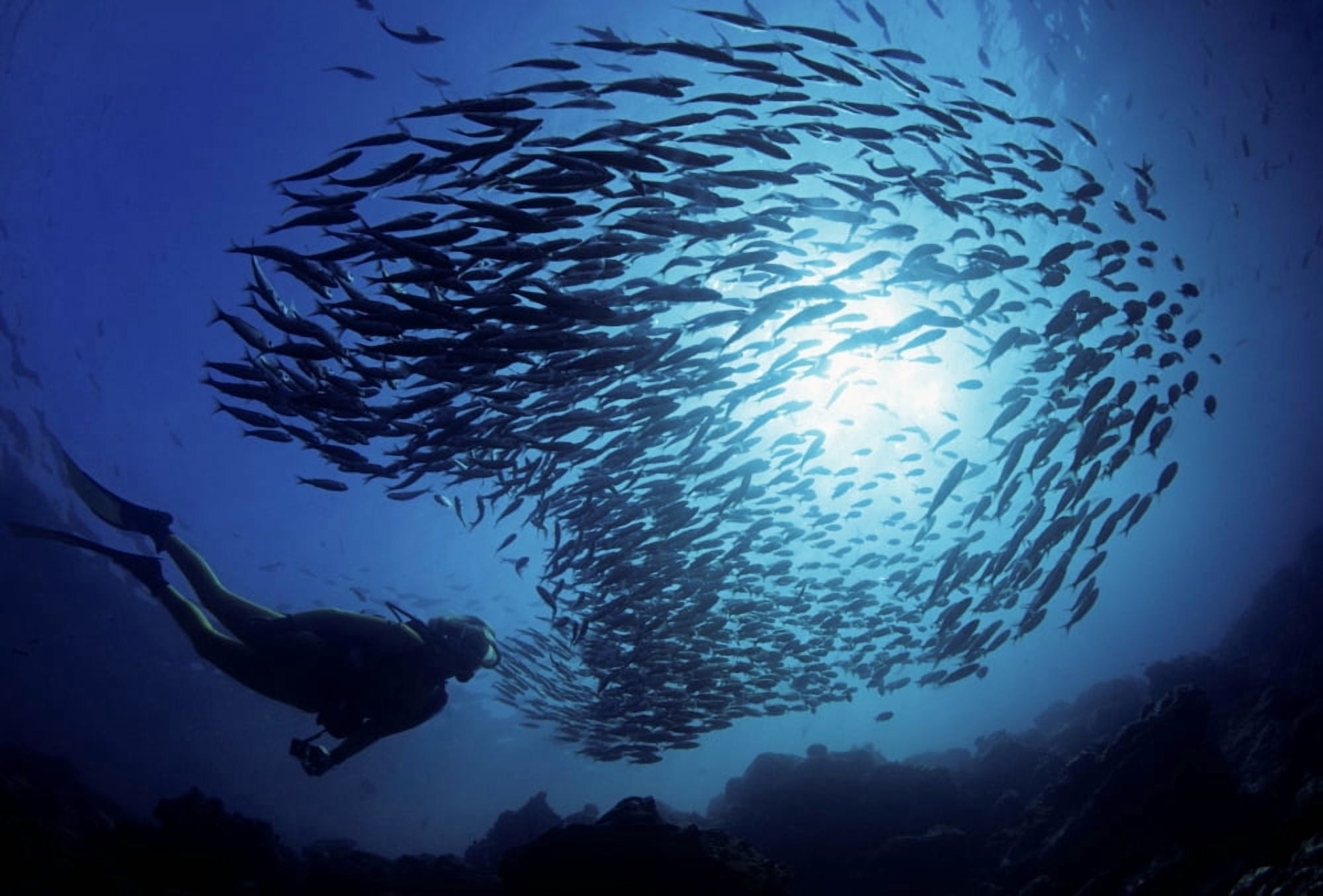 Ecuador Diver and schooling Black Striped Salema (Xenocys Jessiae) Galapagos Islands Canvas Art - Dave Fleetham Design Pics (34 x 22)