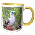 thumbnail image 1 of 3drose, Ecuador, Galapagos, Darwin Bay Beach, Red-footed Booby Perching., 11oz Two-tone Yellow Mug, 1 of 6