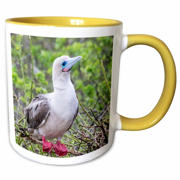 3drose, Ecuador, Galapagos, Darwin Bay Beach, Red-footed Booby Perching., 11oz Two-tone Yellow Mug