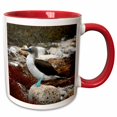 thumbnail image 1 of 3drose, Ecuador, Galapagos Islands, Blue Footed Booby Colony - Sa07 Kwi0140 - Kymri Wilt, 15oz Two-tone Red Mug, 1 of 6