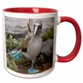 thumbnail image 1 of 3drose, Ecuador Galapagos Islands Blue-footed Booby - Sa07 Cmi0902 - Cindy Miller Hopkins, 11oz Two-tone Red Mug, 1 of 6