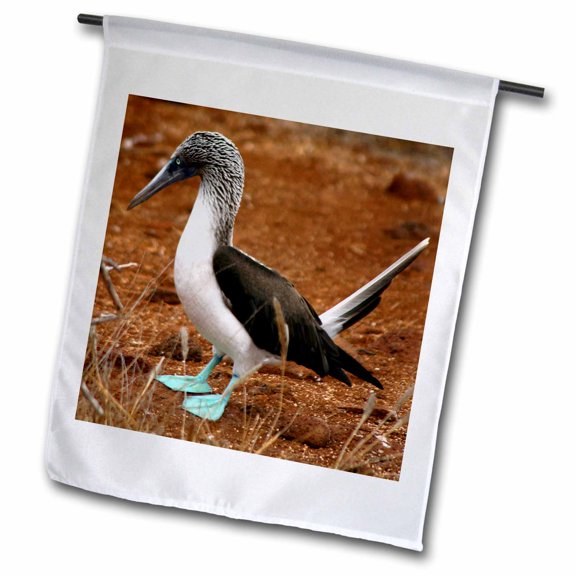 3dRose, Ecuador, Galapagos Islands, Blue footed Booby colony - SA07 KWI0126 - Kymri Wilt, 12 x 18 inch Garden Flag