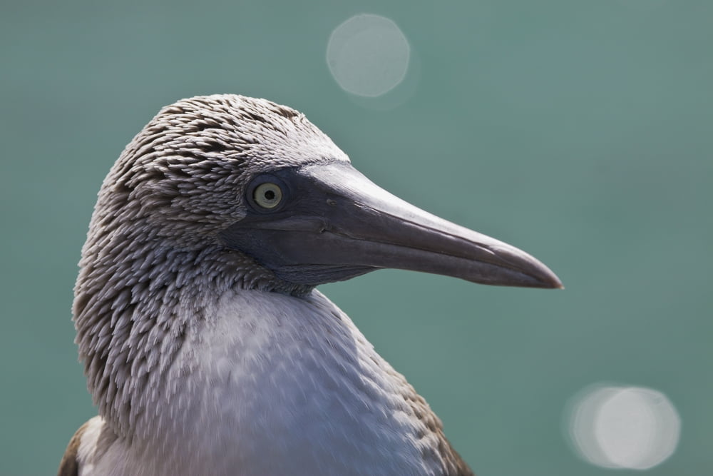 Ecuador Galapagos Islands Detail shot of a blue footed booby (Sula nebouxii excisa) Canvas Art - Dave Fleetham Design Pics (38 x 24)