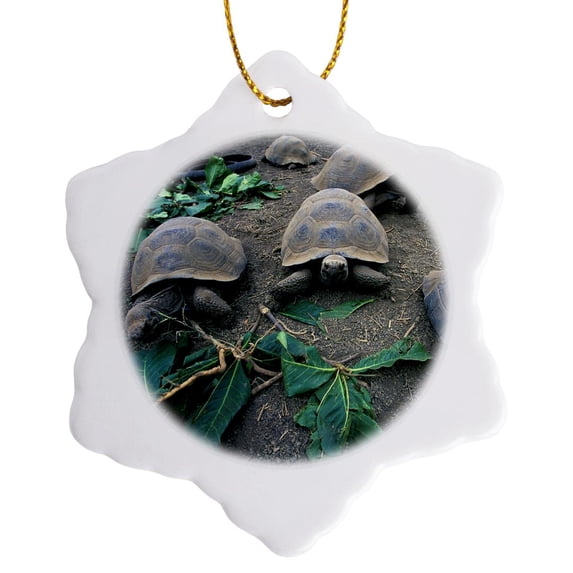 3drose, Ecuador, Galapagos Islands. Giant Tortoise - Sa07 Gje0081 - Gavriel Jecan, 3 inch Snowflake Porcelain Ornament