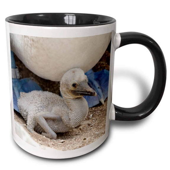3drose, Ecuador, Galapagos, Lobos Island. Blue-footed Booby Sitting on Chick., 15oz Two-tone Black Mug