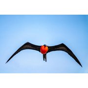 Ecuador-Galapagos National Park-Genovesa Island. Frigatebird male displaying in flight. Poster Print - Gallery Jaynes 36 x 24