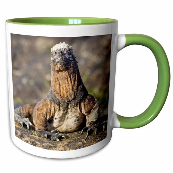 3drose, Ecuador. Marine Iguana, Galapagos Islands - Sa07 Rbe0065 - Ralph H. Bendjebar, 11oz Two-tone Green Mug