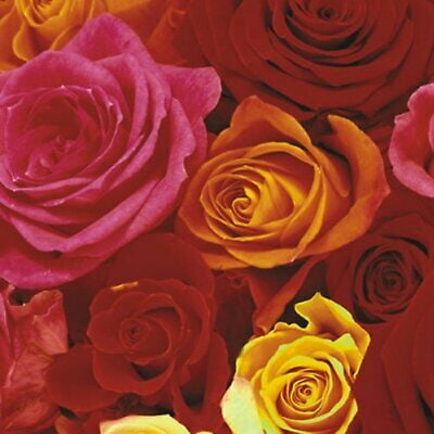 Ecuador Roses Lunch Napkins 60 Count