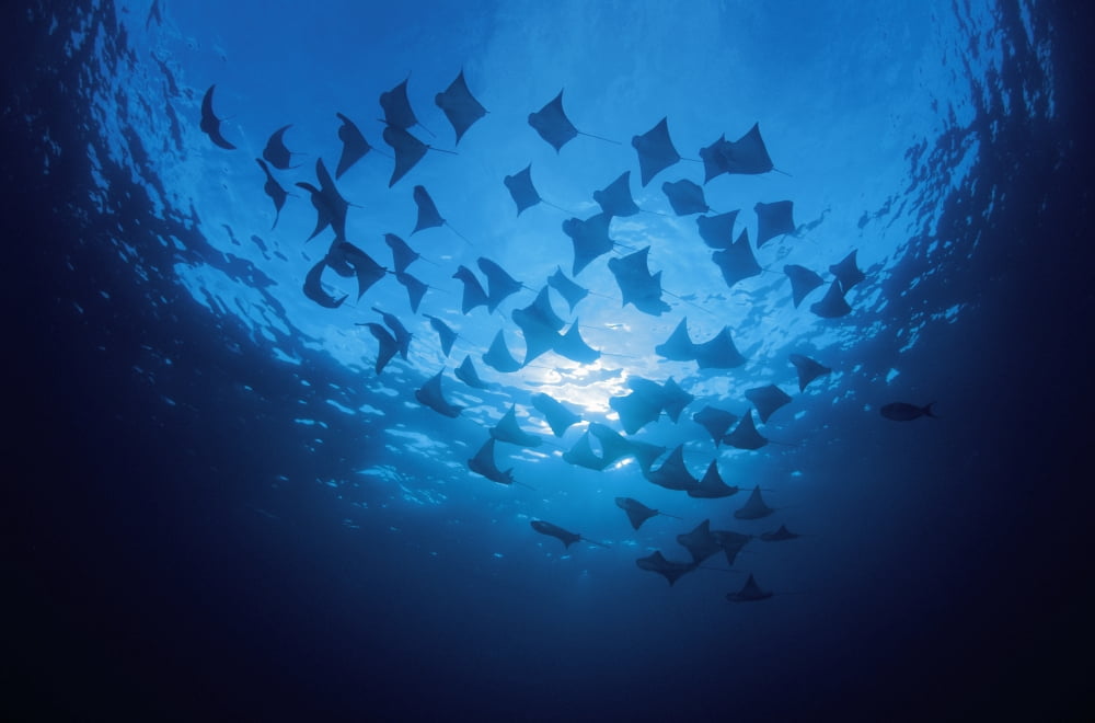 Ecuador School of Cownose Rays (Rhinoptera Steindachneri) swimming close to water surface Galapagos Islands Canvas Art - Dave Fleetham Design Pics (18 x 12)