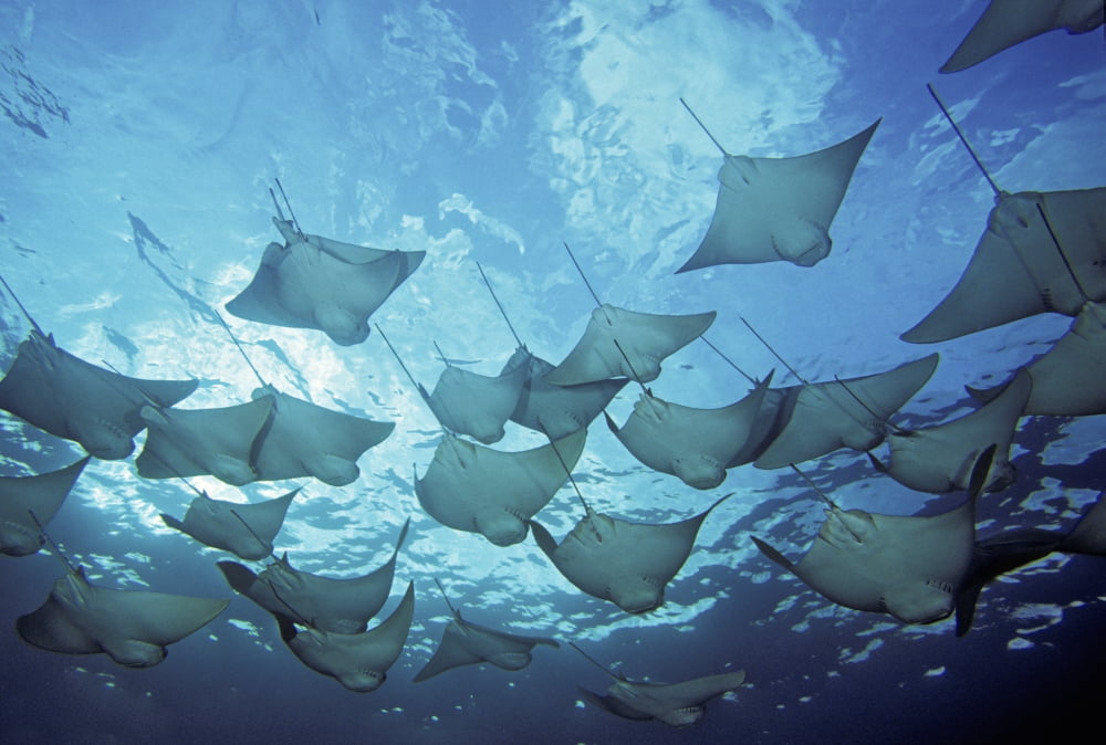 Ecuador vie from below Galapagos Islands School of Cownose Rays (Rhinoptera Steindachneri) Canvas Art - Dave Fleetham Design Pics (17 x 11)