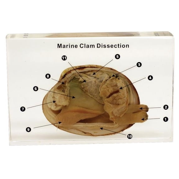 Ed Speldy Dissection Specimen Block - Marine Clam