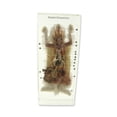 thumbnail image 1 of Ed Speldy Dissection Specimen Block - Rabbit, 1 of 1