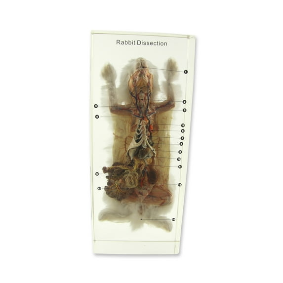 Ed Speldy Dissection Specimen Block - Rabbit