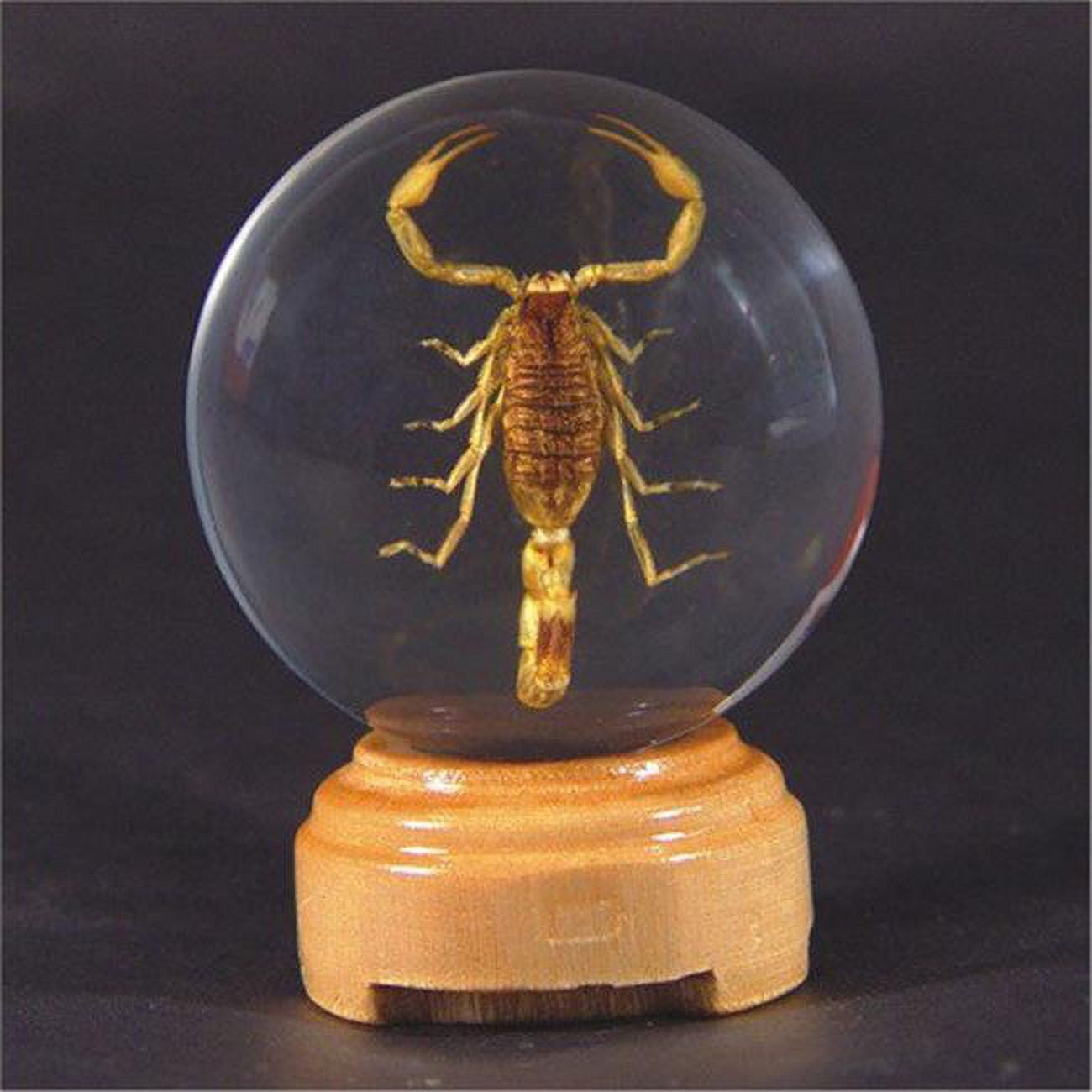 Ed Speldy East GL02 Real Bug Insect Globes small Scorpion Walmart