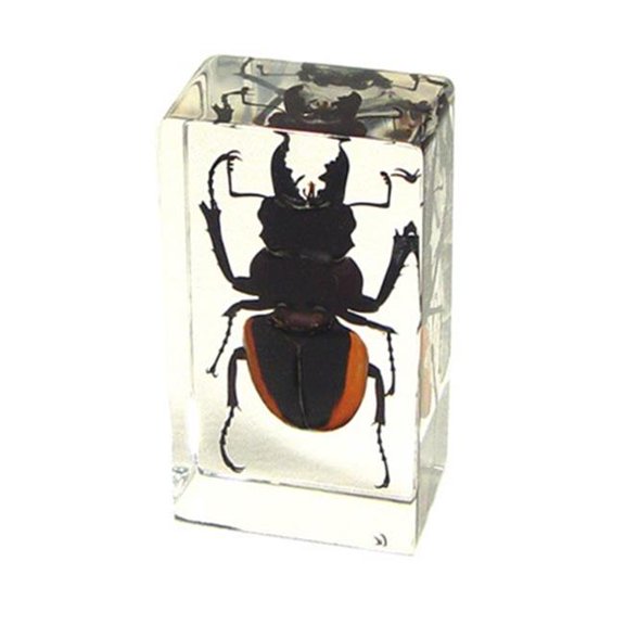 Ed Speldy East PW209 Real Bug Paperweight Regular-Medium-Stag Beetle