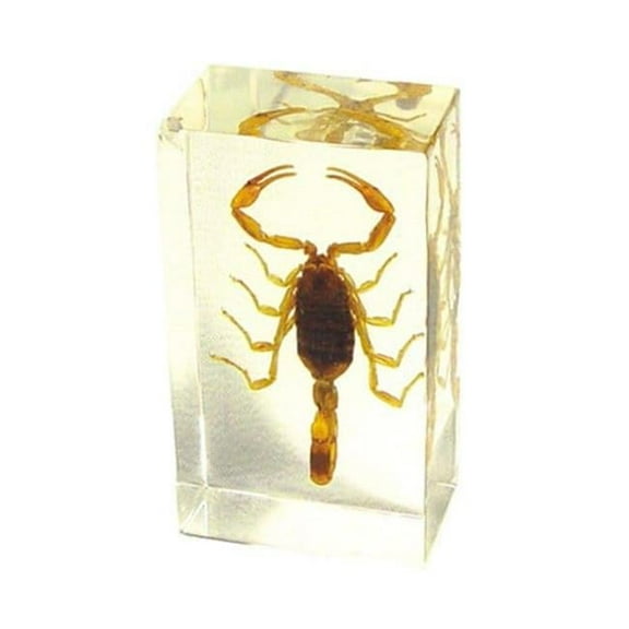 Ed Speldy East PW211 Real Bug Paperweight Regular-Medium-Scorpion-