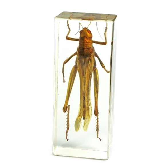REALBUG Grasshopper Paperweight (4.4x1.6x1.1)