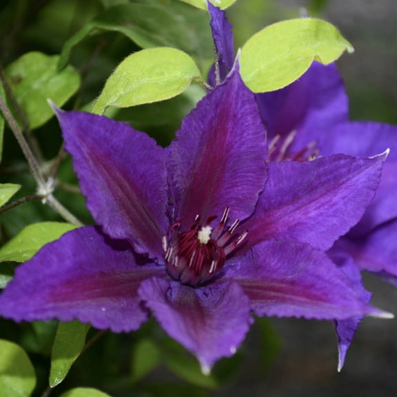 Edda Clematis Flowering Perennial Vine, Live Bare Root Starter Plant 1-Pack