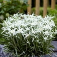 thumbnail image 1 of Edelweiss 'Blossom of the Snow' 2 Pack Potted Plants - White Flowering Blooms in Summer Gardens, 1 of 2
