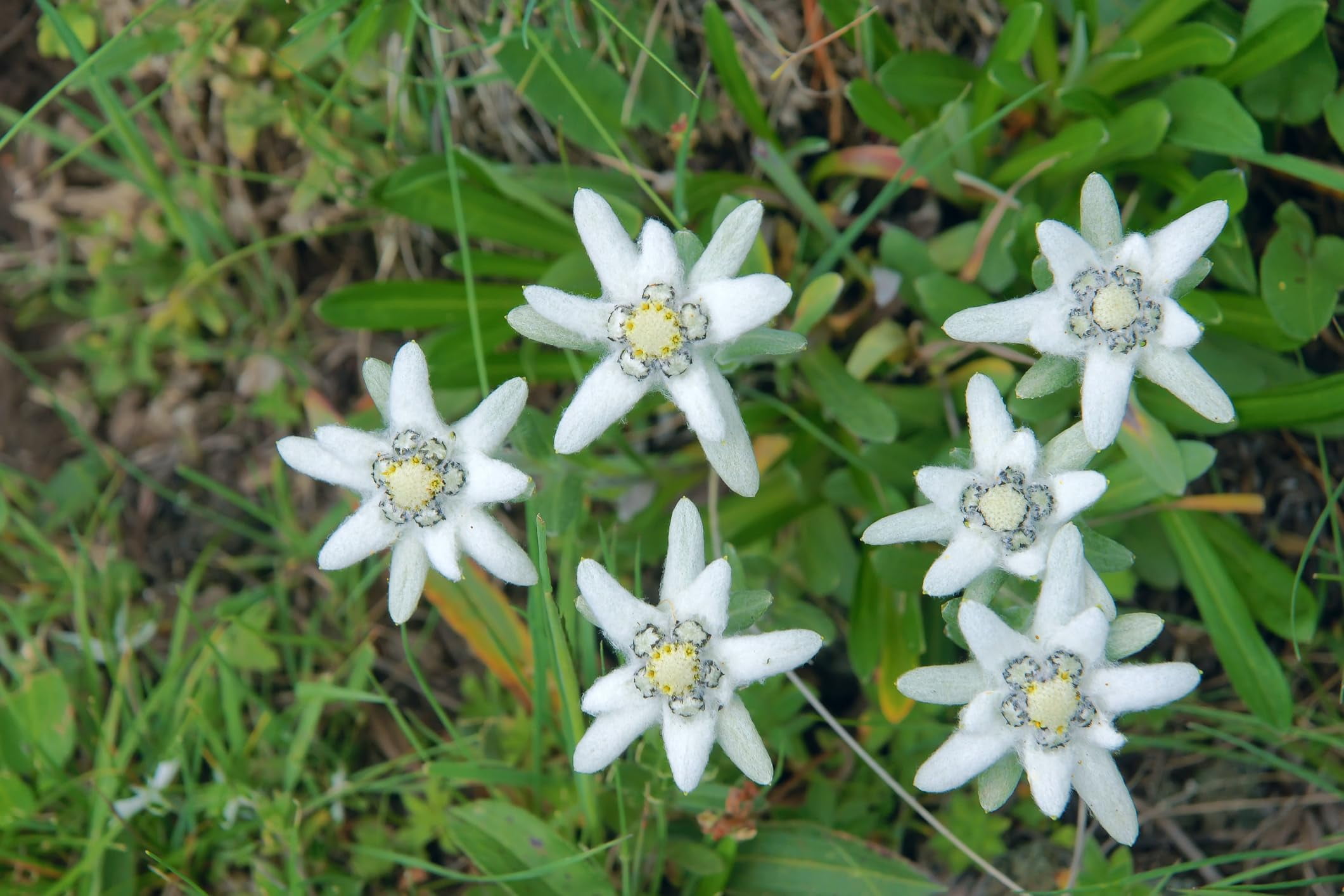 Edelweiss Flower Seeds for Planting (30 Seeds) Leontopodium alpinum