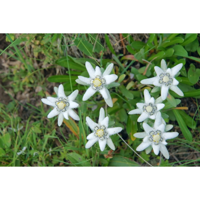 Edelweiss Flower Seeds for Planting (30 Seeds) - Leontopodium alpinum