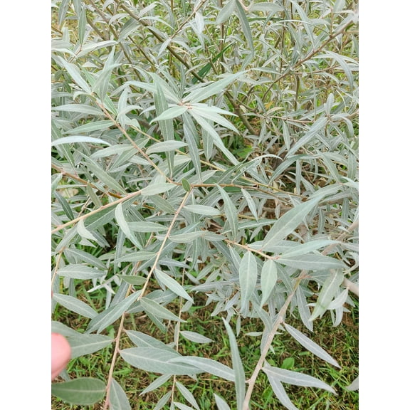 Edelweiss Willow Tree Cutting to Grow - Fast Growing Hedge or Shade. Stunning White Leafs