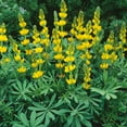 thumbnail image 1 of Eden Brothers Annual Lupine Seeds - Golden Yellow, 1 of 1