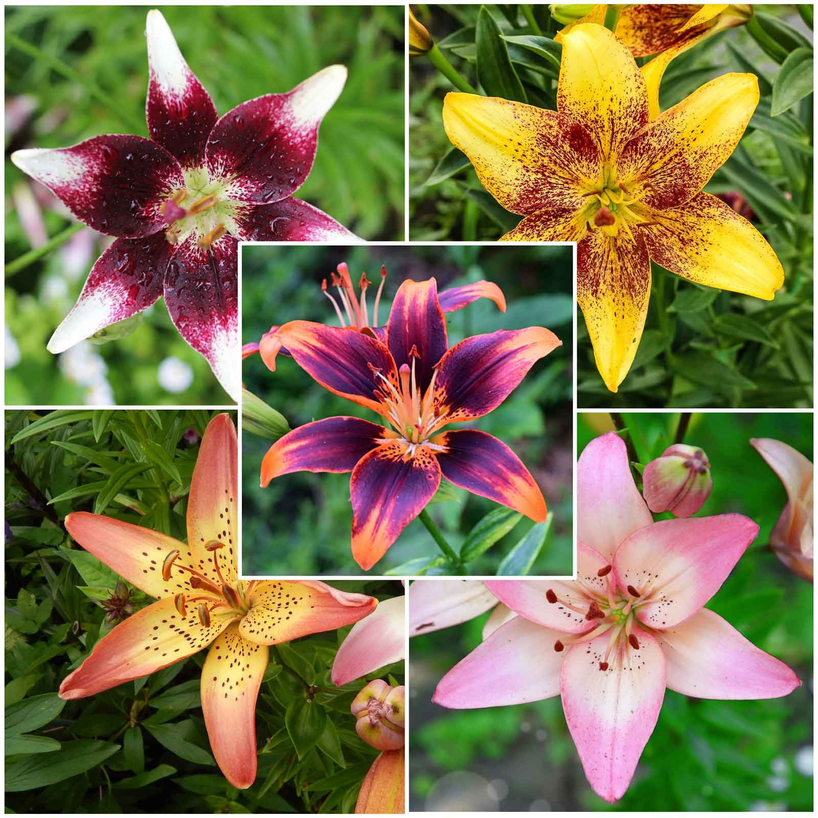 Eden Brothers Asiatic Lily Bulbs (Spring-Planted) - Tango Eden Brothers Asiatic Lily Bulbs (Spring-Planted) - Tango