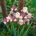 thumbnail image 1 of Eden Brothers Bearded Iris - Pink Mix, 1 of 5