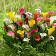 Eden Brothers Calla Lily Bulbs - Mixed