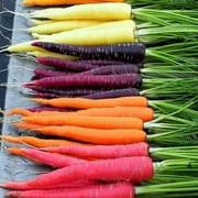 Eden Brothers Carrot Seeds - Rainbow Blend Non-GMO Seeds for Planting, Packet | Low-Maintenance Vegetable Seeds, Plant During Warm Season, Zones 2, 3, 4, 5, 6, 7, 8, 9, 10