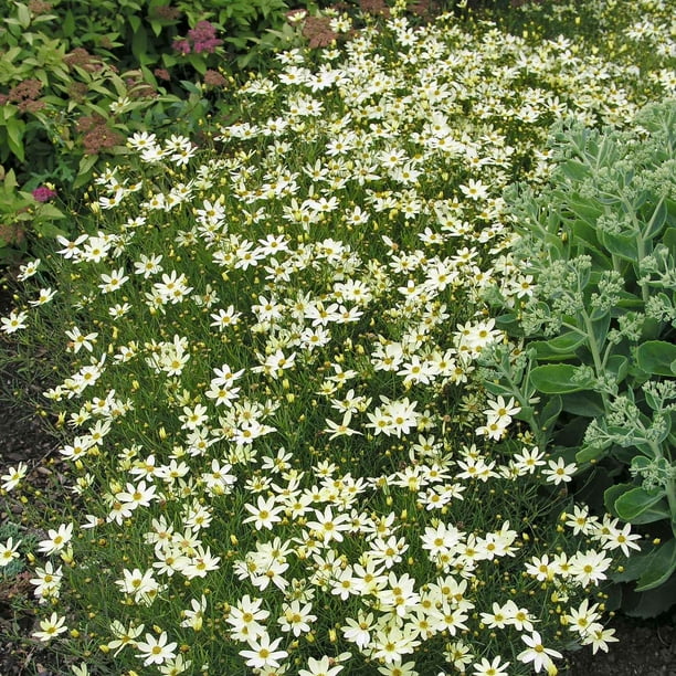 Eden Brothers Coreopsis Roots - Moonbeam - Walmart Business Supplies