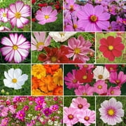 Eden Brothers Crazy for Cosmos Flower Mixed Seeds for Planting, 10 lb, 4,800,000+ Seeds with Cosmos Gloria, Pinkie, Purity, Attracts Pollinators, Plant in Spring or Fall, Zones 3, 4, 5, 6, 7, 8, 9, 10