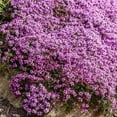 Eden Brothers Creeping Thyme MMF7 Seeds, NonGMO Seeds for Planting
