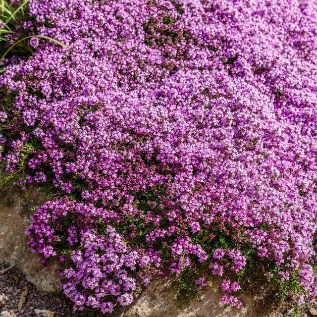 Eden Brothers Creeping Thyme MMF7 Seeds, NonGMO Seeds for Planting