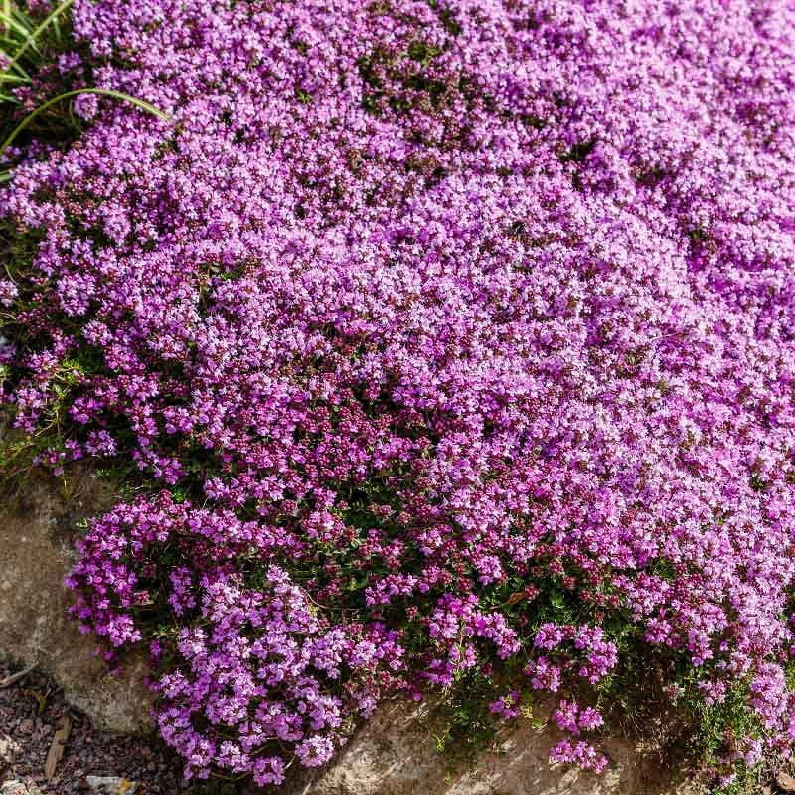 Eden Brothers CreepingEGSC Thyme Seeds, Non-GMO Seeds for Planting ...