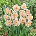 thumbnail image 1 of Eden Brothers Daffodil Bulbs, Pink Wonder, 10 Bulbs | Perennial Flowers, Spring or Fall Planted, Full Sun, Indoor Forcing or Outdoor Planting, Easy-to-Grow | Zones 3, 4, 5, 6 ,7 ,8, 1 of 2