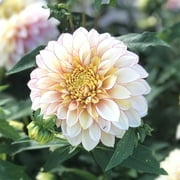 Eden Brothers Dahlia Bulbs (Anemone-Flowered) - Polka, Non-GMO Bulbs for Planting, 8 Bulbs | Low-Maintenance Flower Bulbs, Plant During Spring, Zones 8, 9, 10, 11