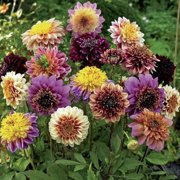 Eden Brothers Dahlia Bulbs - Anemone Mix, Non-GMO Bulbs for Planting, 10 Bulbs | Low-Maintenance Flower Bulbs, Plant During Spring, Zones 8, 9, 10, 11