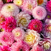 Eden Brothers Dahlia Bulbs (Ball & Decorative) - Shirley Mix, Non-GMO Bulbs for Planting, 10 Bulbs | Low-Maintenance Flower Bulbs, Plant During Spring, Zones 8, 9, 10, 11