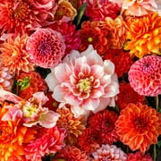 Eden Brothers Dahlia Bulbs (Ball & Dinnerplate) - Victoria Garden Mix, Non-GMO Bulbs for Planting, 5 Bulbs | Low-Maintenance Flower Bulbs, Plant During Spring, Zones 8, 9, 10, 11