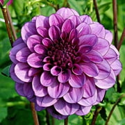 Eden Brothers Dahlia Bulbs (Decorative) - Blue Bell, Non-GMO Bulbs for Planting, 2 Bulbs | Low-Maintenance Flower Bulbs, Plant During Spring, Zones 8, 9, 10, 11