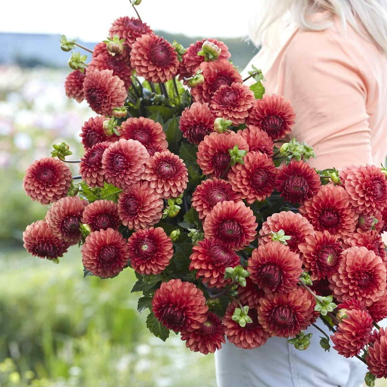 Eden Brothers Flower Bulbs Discount Supplier, 70 OFF