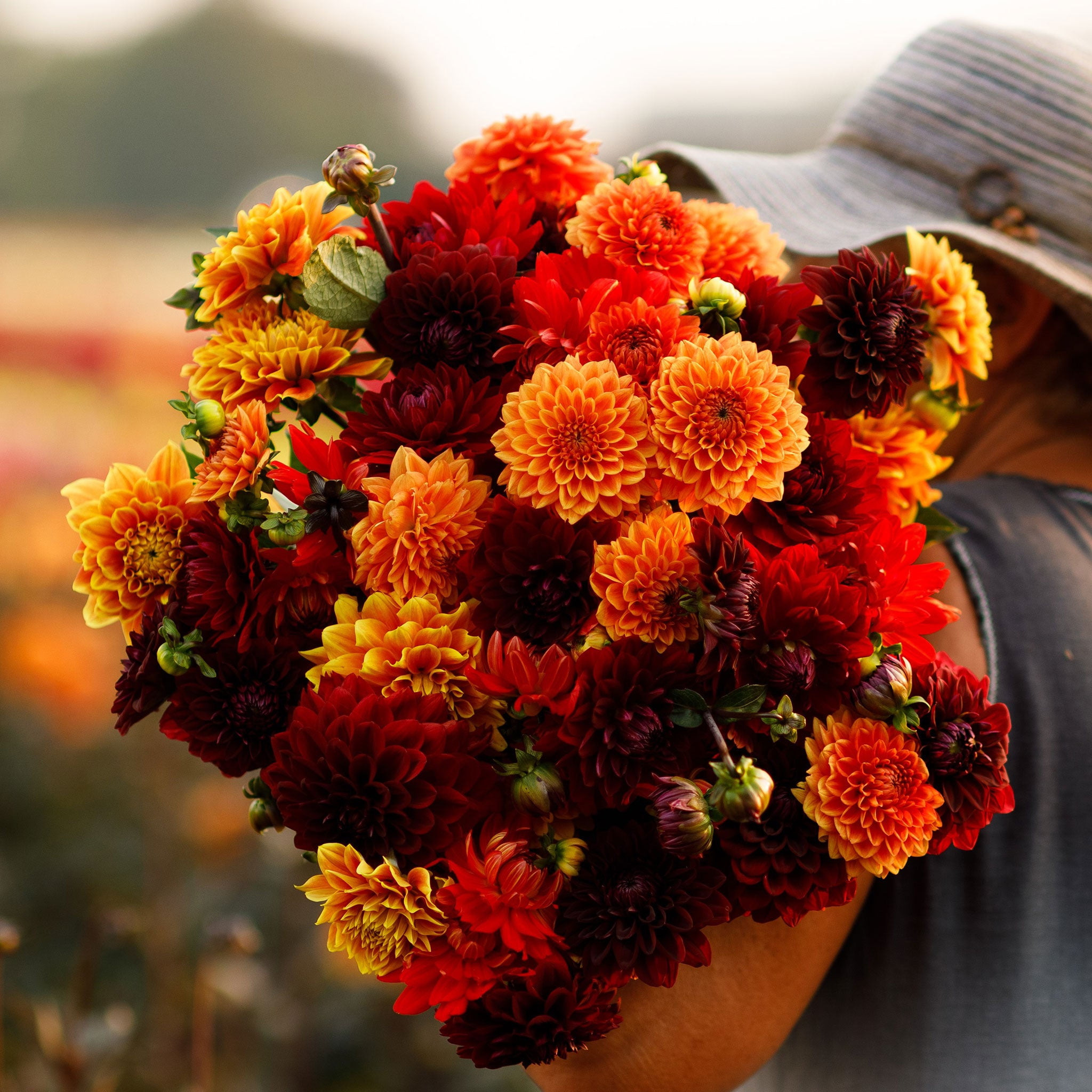 Eden Brothers Dahlia Bulbs (Decorative) Hot Mix, NonGMO Bulbs for