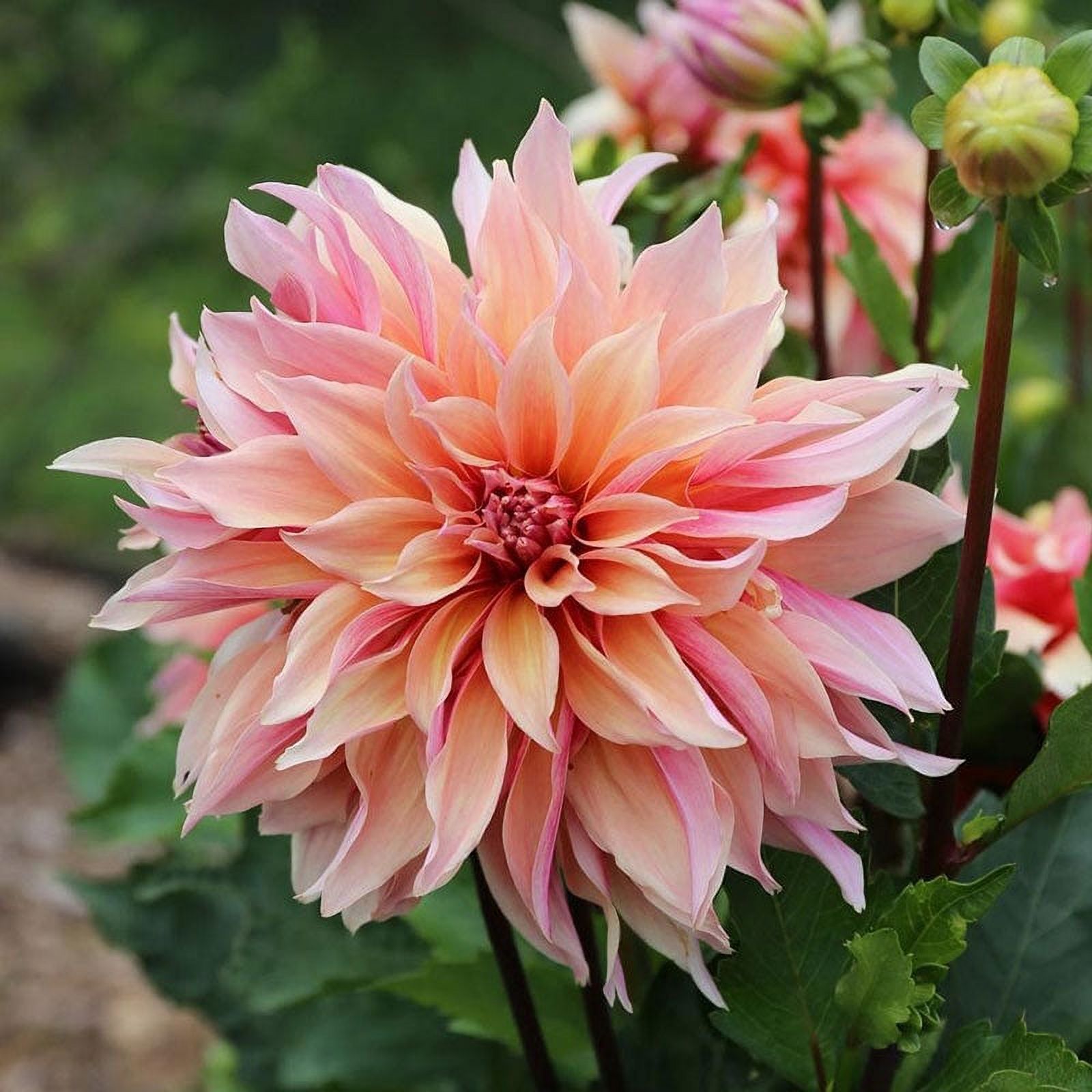 Eden Brothers Dahlia Bulbs (Decorative) Labyrinth, NonGMO Bulbs for