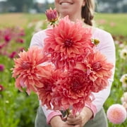 Eden Brothers Dahlia Bulbs (Dinnerplate) - Belle of Barmera, Non-GMO Bulbs for Planting, 2 Bulbs | Low-Maintenance Flower Bulbs, Plant During Spring, Zones 8, 9, 10, 11