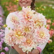 Eden Brothers Dahlia Bulbs (Dinnerplate) - Break Out, Non-GMO Bulbs for Planting, 2 Bulbs | Low-Maintenance Flower Bulbs, Plant During Spring, Zones 8, 9, 10, 11