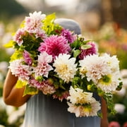 Eden Brothers Dahlia Bulbs (Dinnerplate) - Cafe au Lait Collection, Non-GMO Bulbs for Planting, 6 Bulbs | Low-Maintenance Flower Bulbs, Plant During Spring, Zones 8, 9, 10, 11